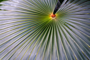 Palm tree leaf background