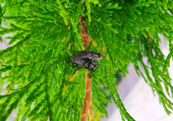 mating process of horseflies, on a branch of thuja