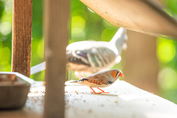 埼玉県越谷市キャンベルタウン野鳥の森　キンカチョウ