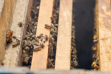 Bee hives in care of bees with honeycombs and honey bees. beekeeper opened hive to set up an empty frame with wax for honey harvesting.