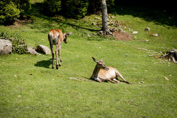 Family deers or roe deer in a green meadow in the wild. Wild male mammal in nature.