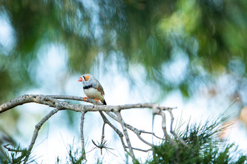 埼玉県越谷市キャンベルタウン野鳥の森　キンカチョウ