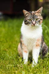 Curious look of a young traveler. Smiling expression of a domestic cat sitting in the grass. Felis catus domesticus has a colored head. Czech republic, Europe