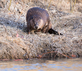 Beaver in the Canadian wilderness