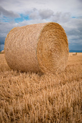 A large round bale of hay adorns the landscape of the Golden field