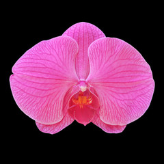 Naklejka na ściany i meble Pink orchid isolated on black background