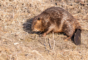 Beaver in the Canadian wilderness