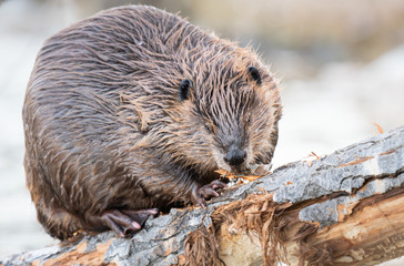 Beaver in the Canadian wilderness