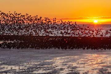 Murmuration of starlings on the beach during sunset