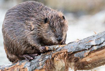 Beaver in the Canadian wilderness