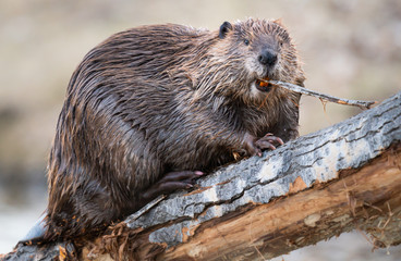 Beaver in the Canadian wilderness - 373358153