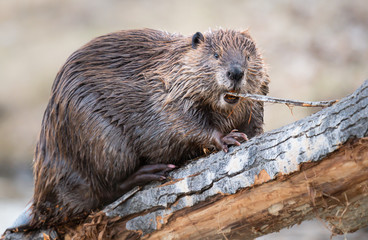 Beaver in the Canadian wilderness