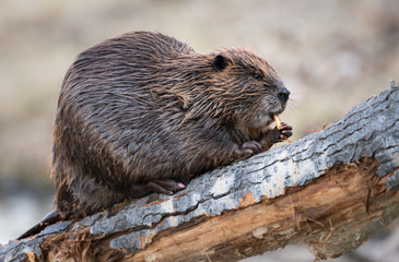 Beaver in the Canadian wilderness