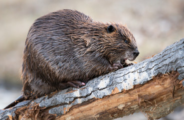 Beaver in the Canadian wilderness © Jillian