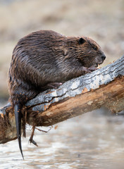 Beaver in the Canadian wilderness
