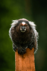 simian starring at the camera in the florest