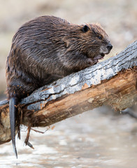 Beaver in the Canadian wilderness