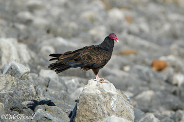 Turkey Vulture