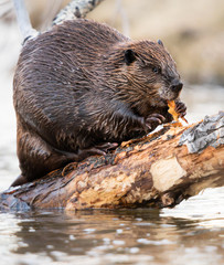 Beaver in the Canadian wilderness © Jillian