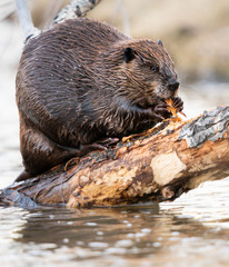 Beaver in the Canadian wilderness © Jillian
