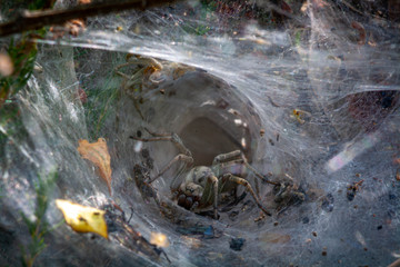 A aranha no seu habitat