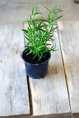 Selective focus. Rosemary grows in a pot. A pot of fresh rosemary on a wooden surface. Eco concept. Eco food.