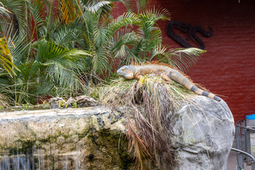 Iguana relajada tomando el sol