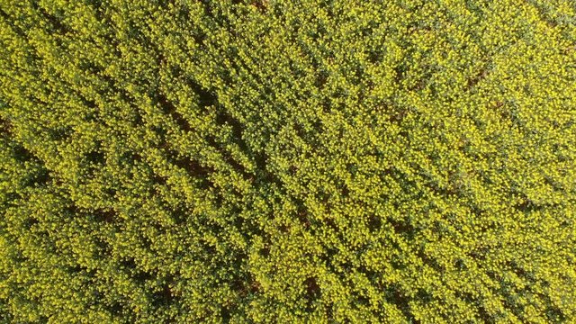 Canola fields viewed from overhead.  
