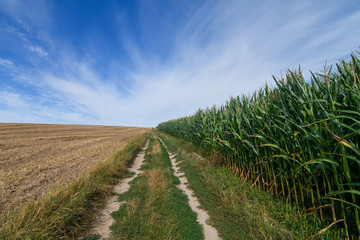 Rural dirt road near the edge of corn or maize field in autumn. Agricultural concept.