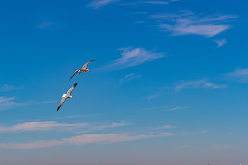 PAJAROS VOLANDO BIRDS FLYING SEA BAHIA