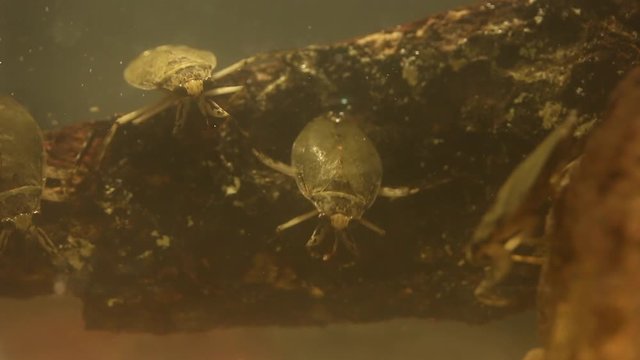 Water bug eating a mealworm beetle, underwater footage