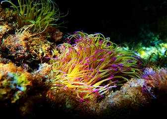 Mediterranean snakelocks sea anemone - Anemonia sulcata