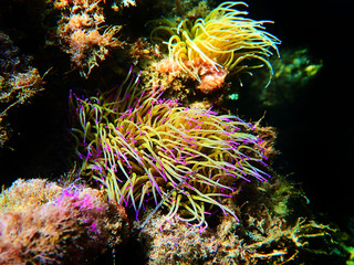 Mediterranean snakelocks sea anemone - Anemonia sulcata