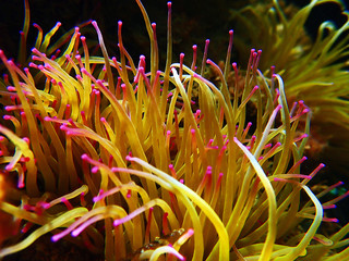 Mediterranean snakelocks sea anemone - Anemonia sulcata