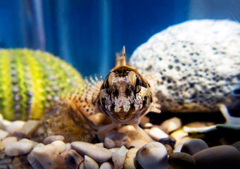 Species of combtooth Mediterranean blenny fish - Lipophrys trigloides