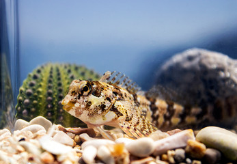 Species of combtooth Mediterranean blenny fish - Lipophrys trigloides