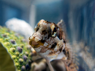 Species of combtooth Mediterranean blenny fish - Lipophrys trigloides