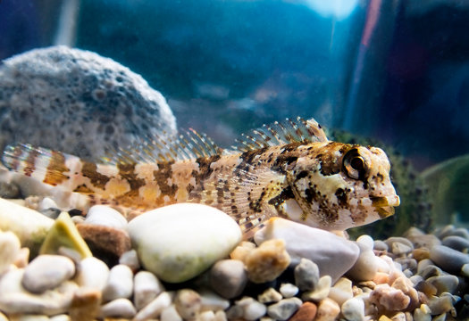 Species of combtooth Mediterranean blenny fish - Lipophrys trigloides