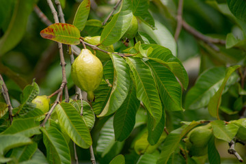 Psidium guajava