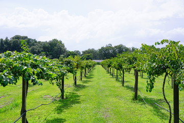Fototapeta na wymiar Grape fruit trees in the harvest season in Florida 