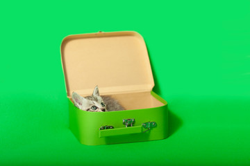 Tiny kitten hiding in green school box, green background.
