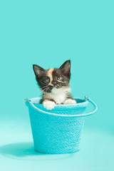 Black, orange and white calico Kitten in Blue Bucket