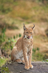 Eurasian lynx, hiding in the forest. Cute lynx living in the wood. Small lynx check surroundings. Rare predator in European nature