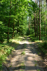 Leśna trasa spacerowa wzdłuż jeziora Drwęckiego - obrazy, fototapety, plakaty