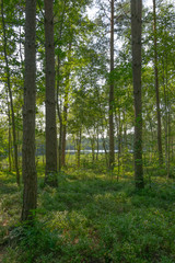 Fototapeta na wymiar Widok latem przez las na jezioro Drwęckie