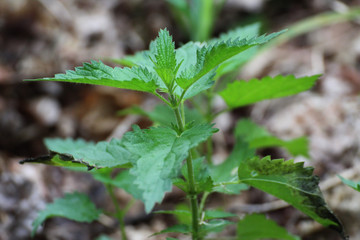 green fresh young nettle