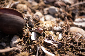 Marsh Shells