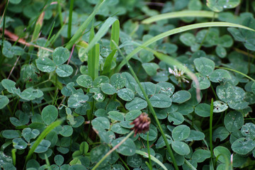 green three-leaf clover with white clover flowers © Paulina