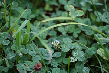 shamrocks