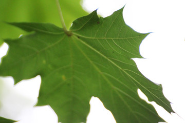 green maple leaves on the branch